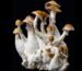 Magic Mushroom Growkit – Anbau