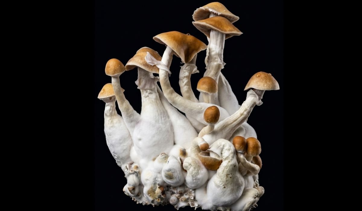 Magic Mushroom Growkit – Anbau
