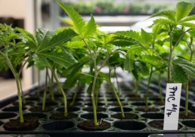 Cannabis Anbau Österreich 2026