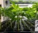 Cannabis Anbau Österreich 2026