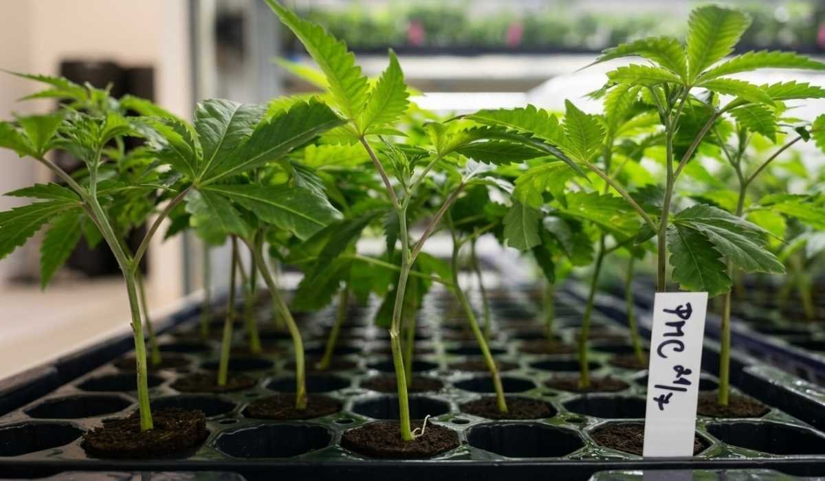 Cannabis Anbau Österreich 2026