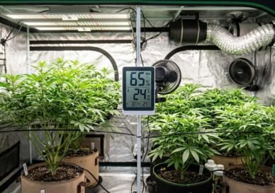 Growbox Luftfeuchtigkeit