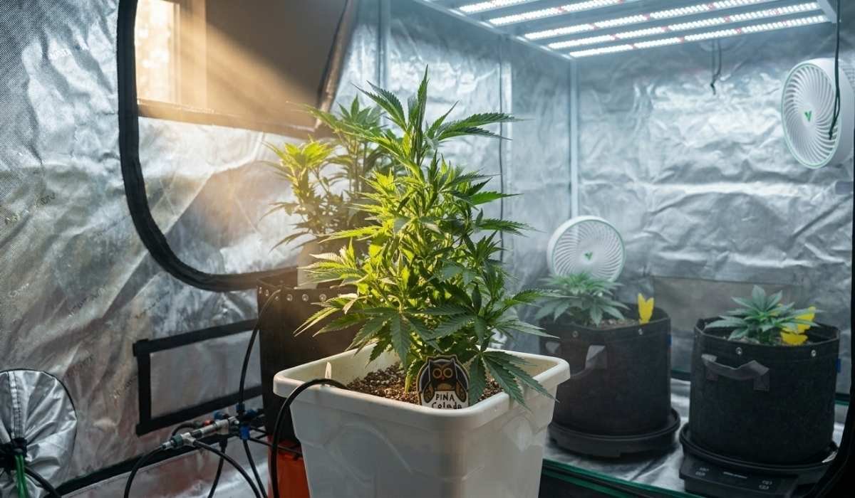 Grow Dünger – optimale Drainage und Sauerstoffversorgung für kräftige Wurzeln.