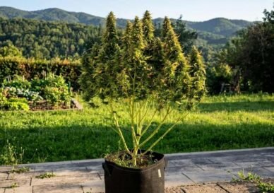 Cannabis Glossar
