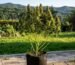 Cannabis Glossar