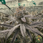 Dantes Wrath #48 Strain