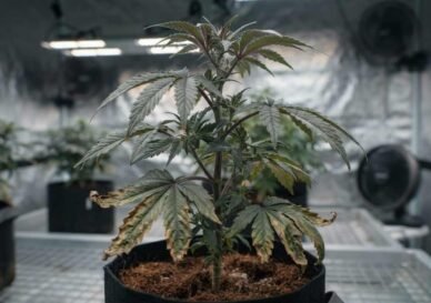 Cannabis Mangelerscheinungen – der Bildguide für gesunde Pflanzen