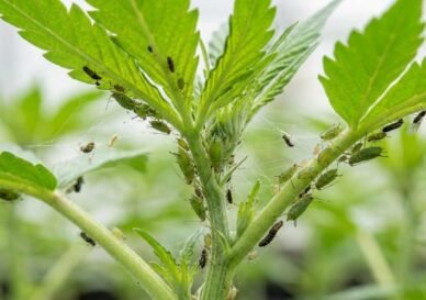 blattlaeuse cannabis pflanze