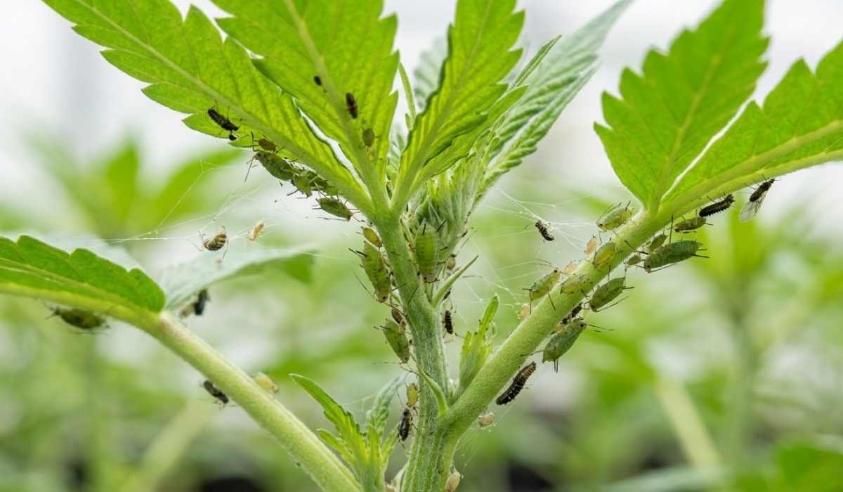 blattlaeuse cannabis pflanze