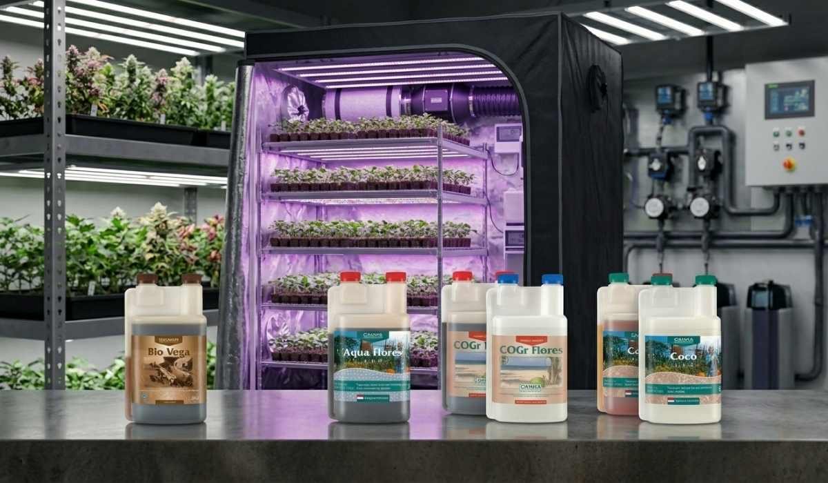 Canna Duenger Bio Vega Aqua Flores und Coco Flaschen vor Growzelt mit Cannabis-Saemlingen
