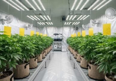 Cannabis Schädlinge