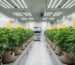 Cannabis Schädlinge