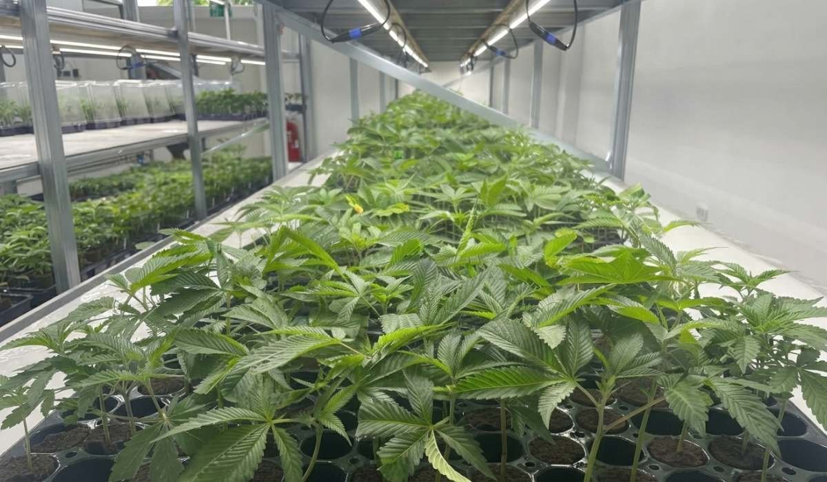 Kraeftige gruene Cannabis Stecklinge in Reihen auf Anzuchttisch in professioneller Indoor-Aufzucht