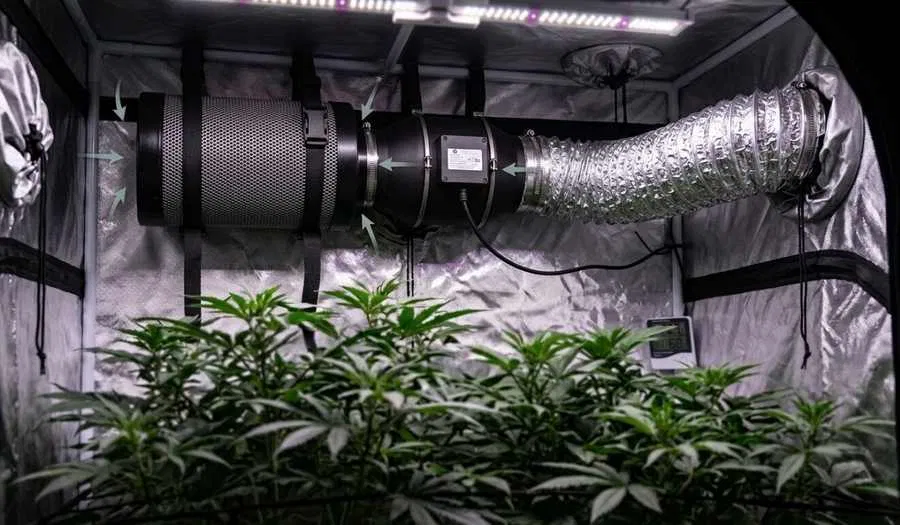 Growzelt mit Aktivkohlefilter Abluftventilator und jungen Cannabispflanzen fuer stabiles Klima