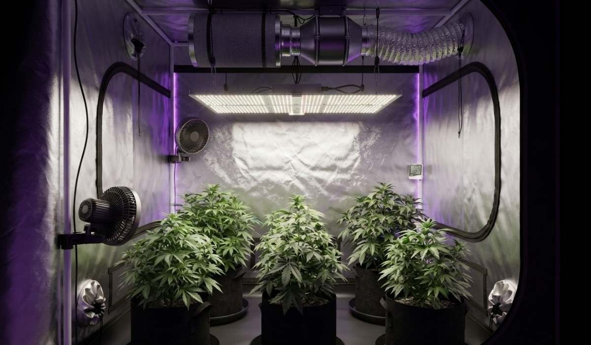 Growzelt mit violetter LED-Beleuchtung und Cannabispflanzen für die eigene Anzucht