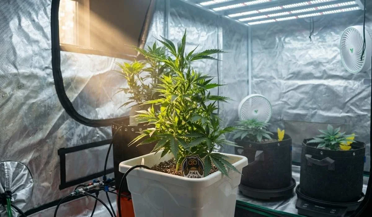 Grow Erde im Growzelt mit jungen Hanfpflanzen in Töpfen