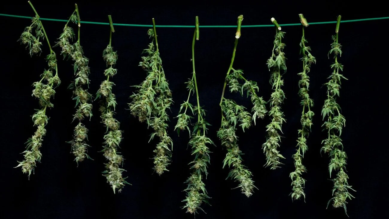 Green House Seeds Cannabis Blüten kopfüber zum Trocknen aufgehängt nach der Ernte