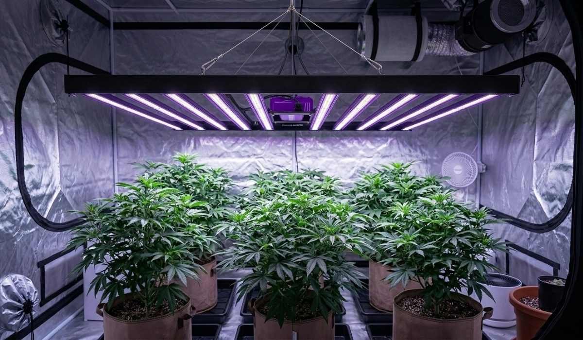 Hanfpflanzen in Grow Erde unter LED Grow Lampe im Growzelt
