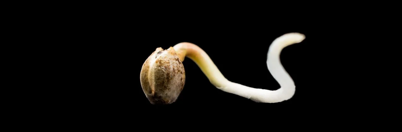Paradise Seeds Cannabis Samen keimender Sämling mit sichtbarer Wurzel