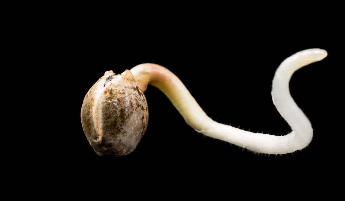 Royal Queen Seeds Cannabissamen beim Keimen mit sichtbarer Wurzel kurz nach dem Aufplatzen