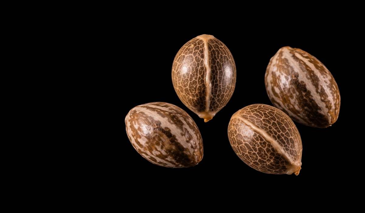 Royal Queen Seeds Cannabis Samen – vier Samen in Nahaufnahme auf schwarzem Hintergrund