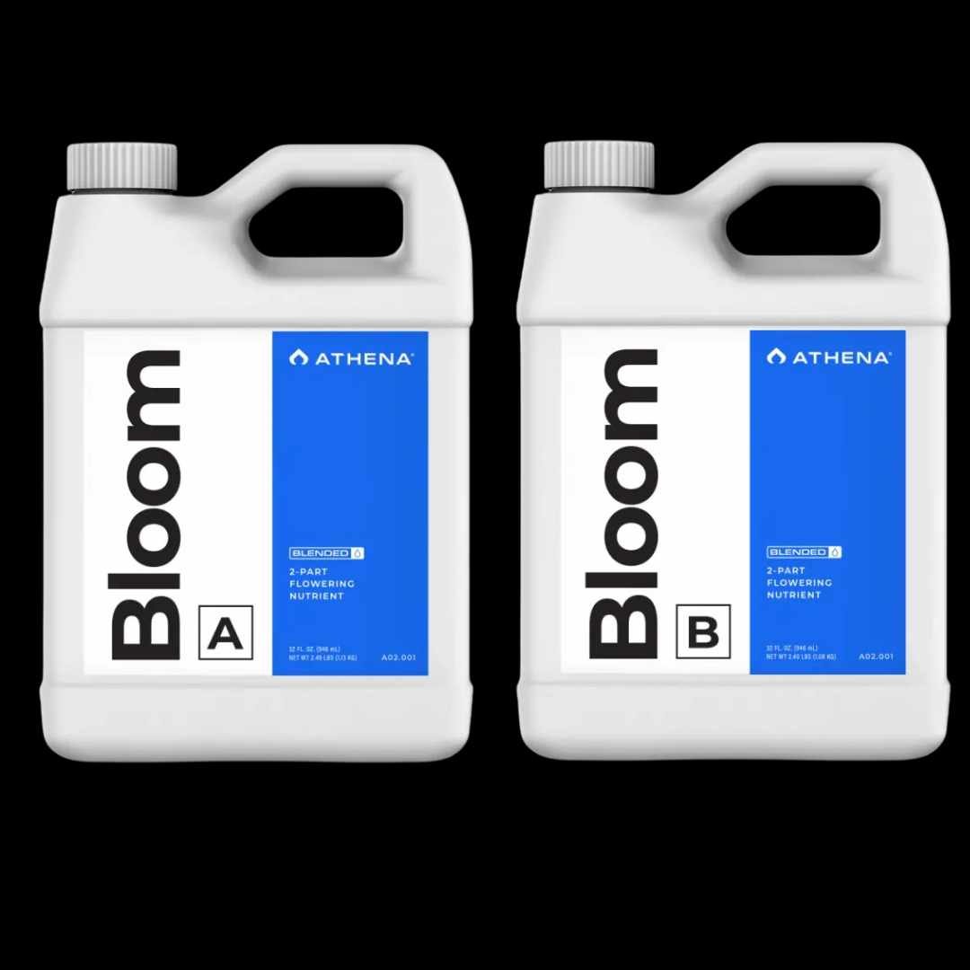 Athena Bloom A+B Athena Bloom A+B