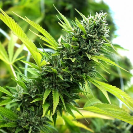 Humboldt Seeds Banana Sapphire
