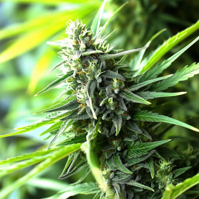 Humboldt Seeds Banana Sapphire