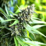Humboldt Seeds Banana Sapphire