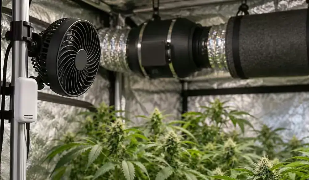 Cannabis Indoor Anbau im Growzelt: Clip-Ventilator für Umluft, Rohrventilator mit Aktivkohlefilter und Thermo-Hygrometer über blühenden Pflanzen