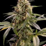 Chem-Bomb Auto Humboldt Seeds