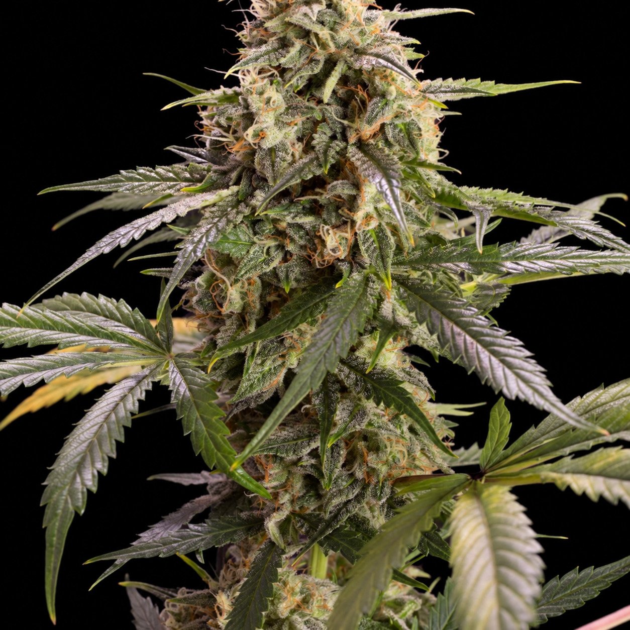 Chem-Bomb Auto Humboldt Seeds Chem-Bomb Auto Humboldt Seeds