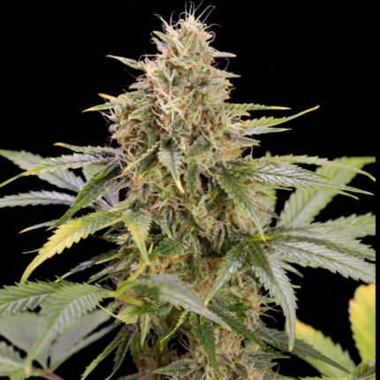 Chocolate Mint OG Auto - Humboldt Seeds