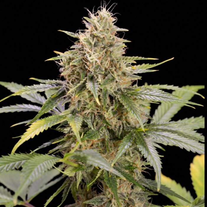 Chocolate Mint OG Auto - Humboldt Seeds