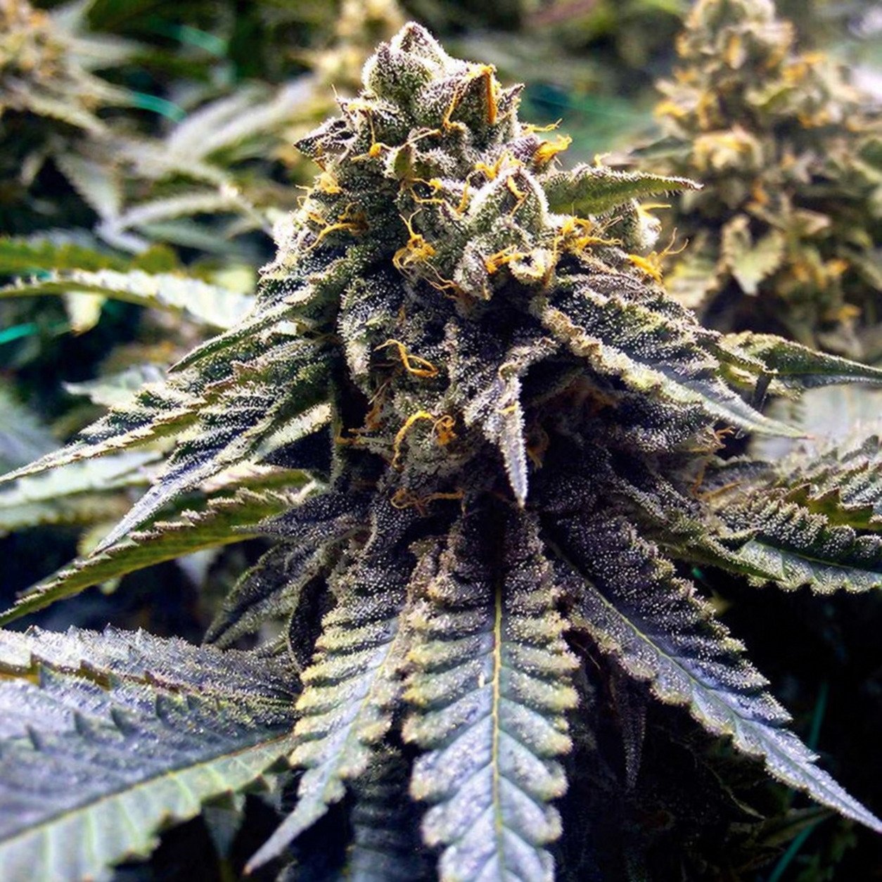 Chocolate Mint OG Auto – Humboldt Seeds Chocolate Mint OG Auto - Humboldt Seeds