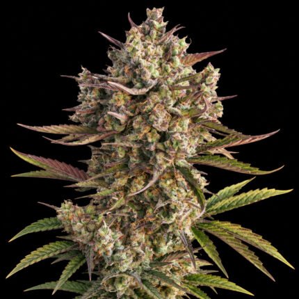 Dutch Passion Auto Blueberry – Blütenaufnahme vor schwarzem Hintergrund