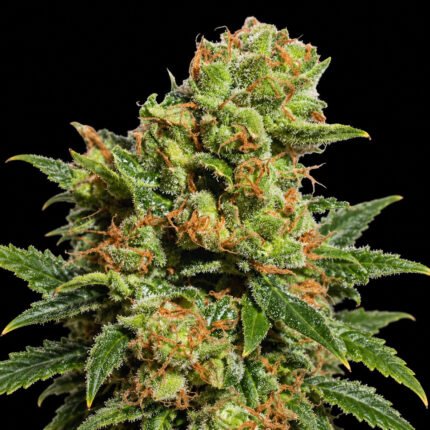 Dutch Passion Auto Bruce Lemon Diesel – Blütenaufnahme vor schwarzem Hintergrund