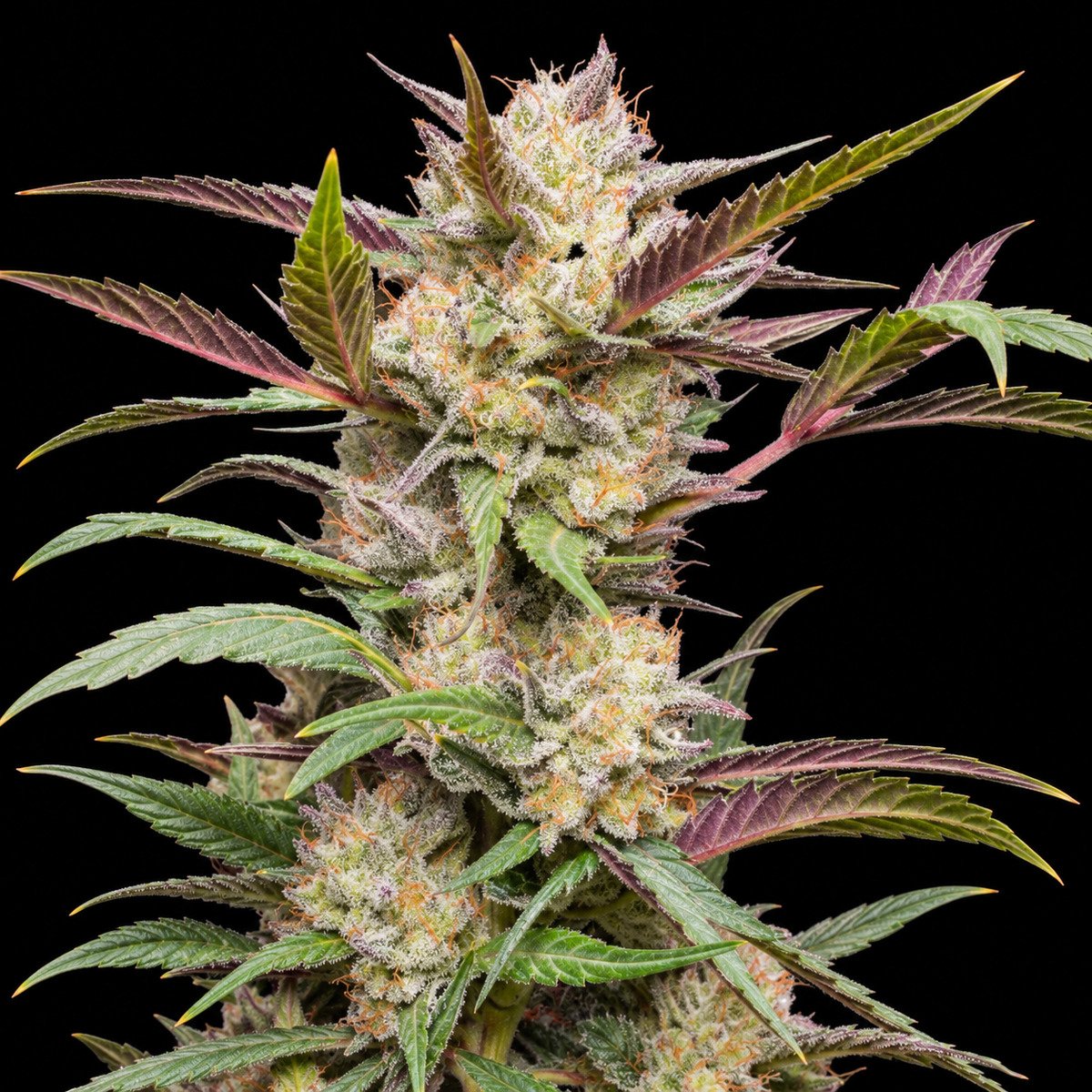 Dutch Passion Auto Mimosa Punch – vollständiger Bildausschnitt Dutch Passion Auto Mimosa Punch – Blütenaufnahme vor schwarzem Hintergrund