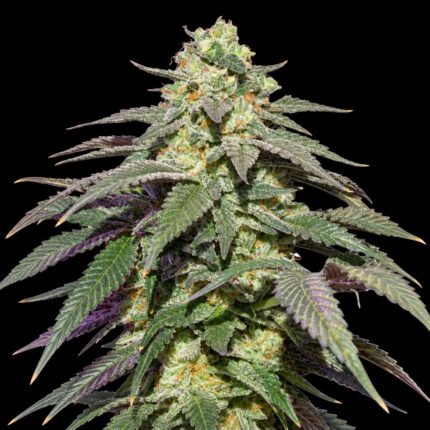 Dutch Passion Auto Skywalker Haze – Blütenaufnahme vor schwarzem Hintergrund