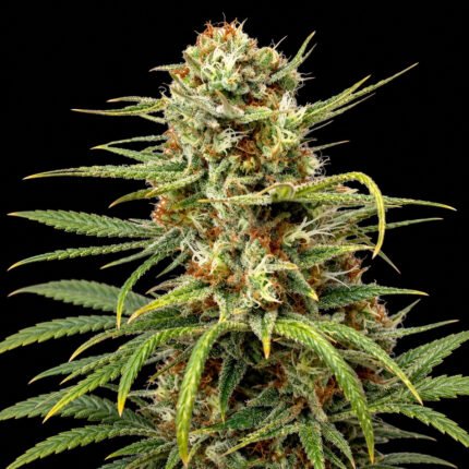Dutch Passion Auto White Widow – Blütenaufnahme vor schwarzem Hintergrund