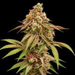 Dutch Passion Tropical Tangie – Blütenaufnahme vor schwarzem Hintergrund