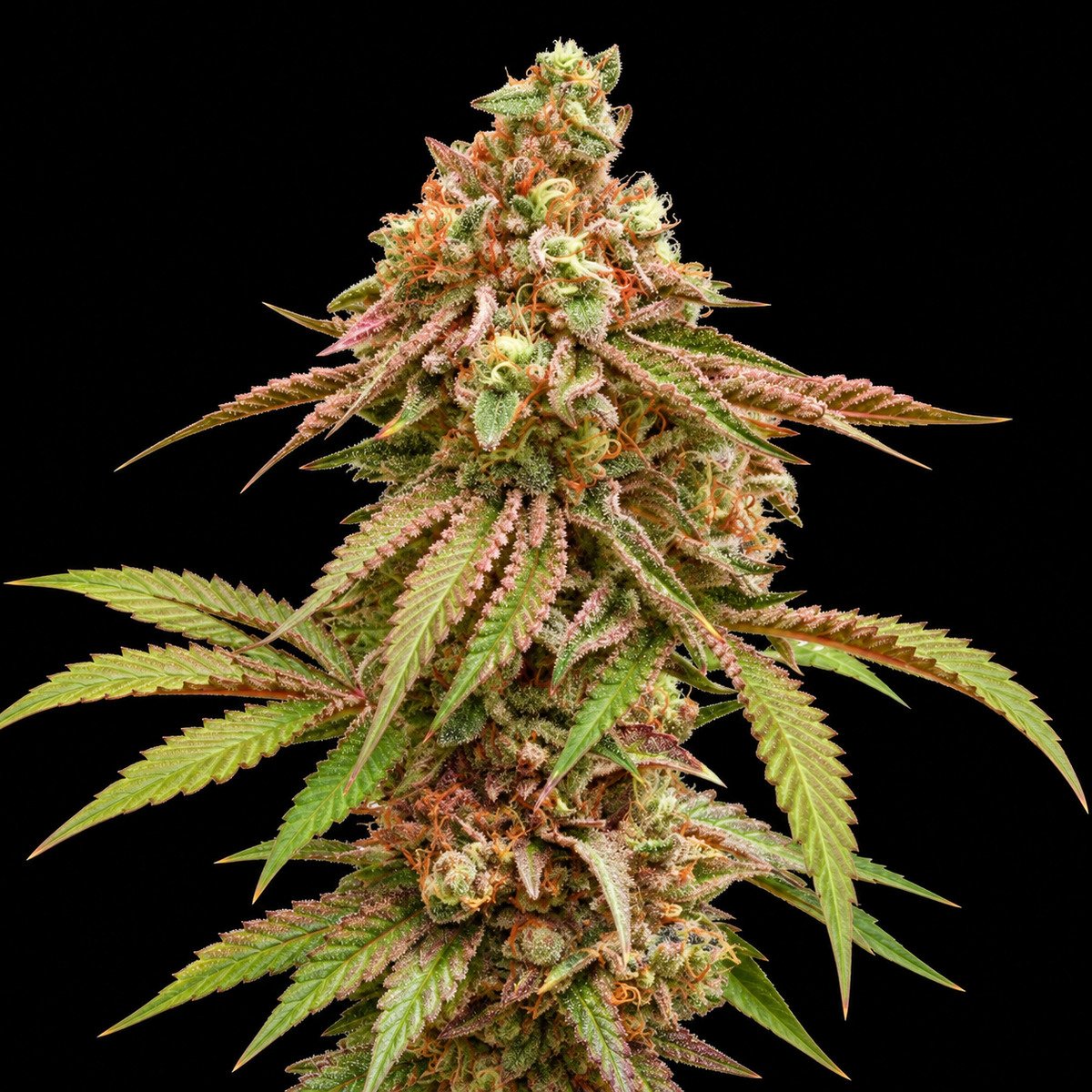 Dutch Passion Tropical Tangie – vollständiger Bildausschnitt Dutch Passion Tropical Tangie – Blütenaufnahme vor schwarzem Hintergrund
