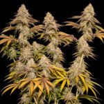 Dutch Passion Tropical Tangie – blühende Zweige vor schwarzem Hintergrund