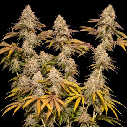 Dutch Passion Tropical Tangie – blühende Zweige vor schwarzem Hintergrund