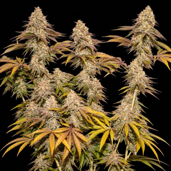 Dutch Passion Tropical Tangie – blühende Zweige vor schwarzem Hintergrund