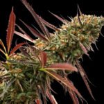 Ghost of NYC - Cannabissamen - Humboldt Seeds