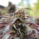 Ghost of NYC - Cannabissamen - Humboldt Seeds