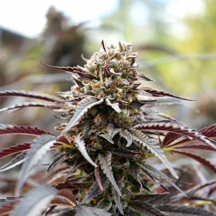 Ghost of NYC - Cannabissamen - Humboldt Seeds