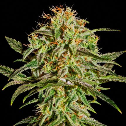 Green House Seeds A.M.S – Blütenaufnahme vor schwarzem Hintergrund