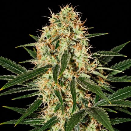 Green House Seeds Arjans Haze 3 – Blütenaufnahme vor schwarzem Hintergrund